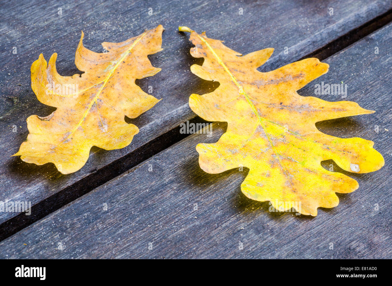 fallen yellow oak leaves on wooden background Stock Photo - Alamy