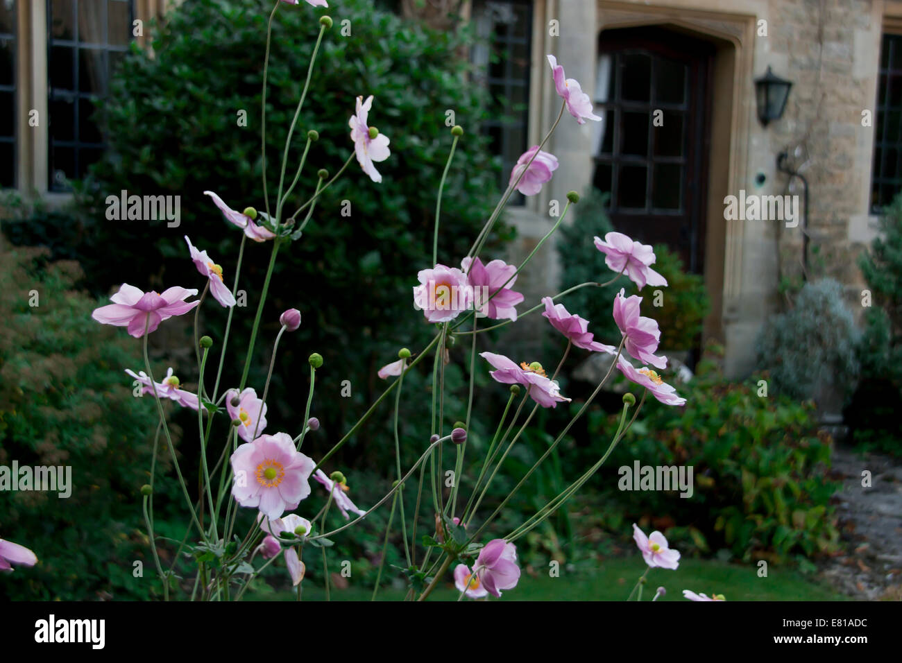 flowers in the garden in cotswolds Stock Photo