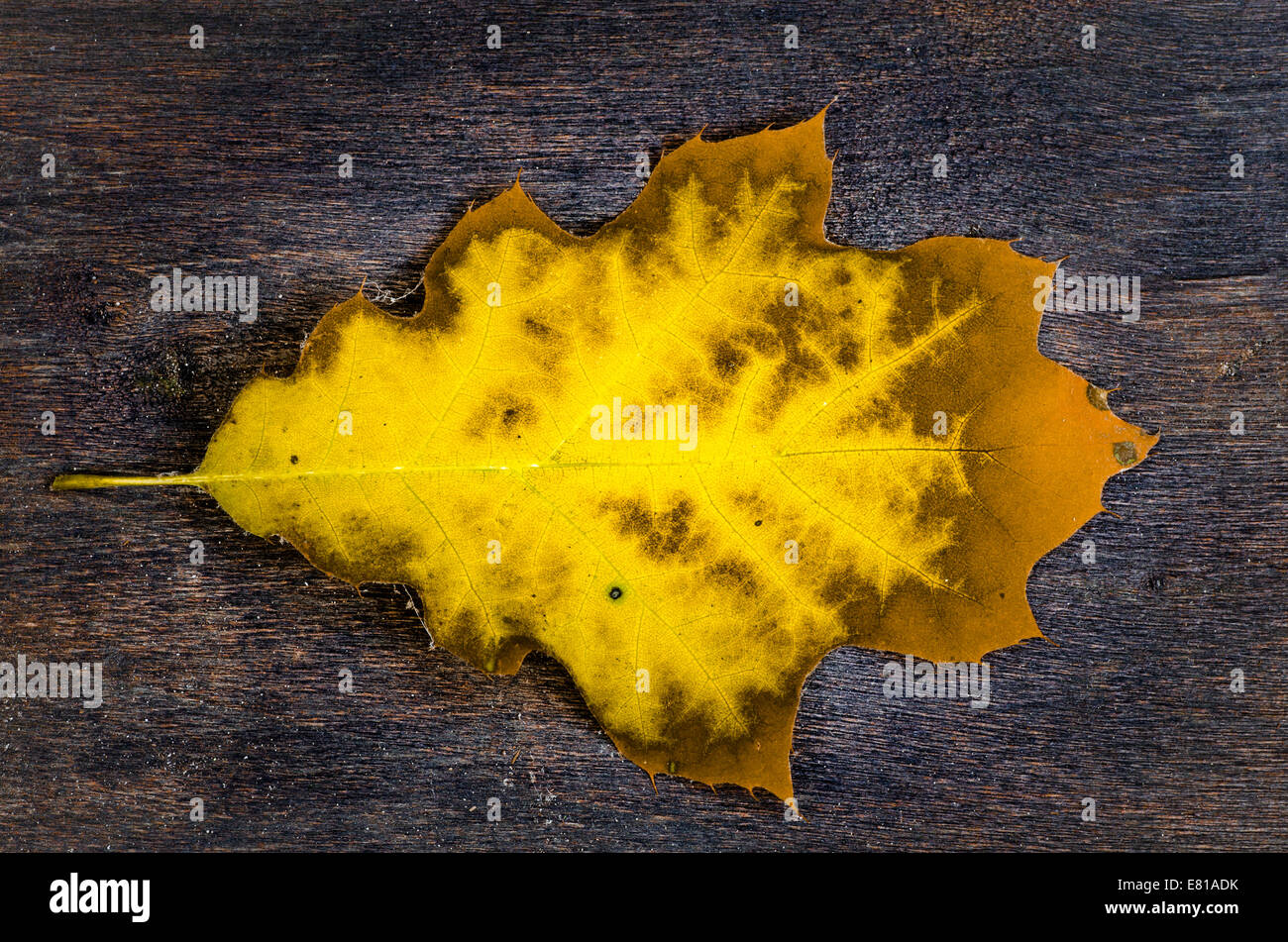 fallen yellow oak leaf on wooden background Stock Photo - Alamy