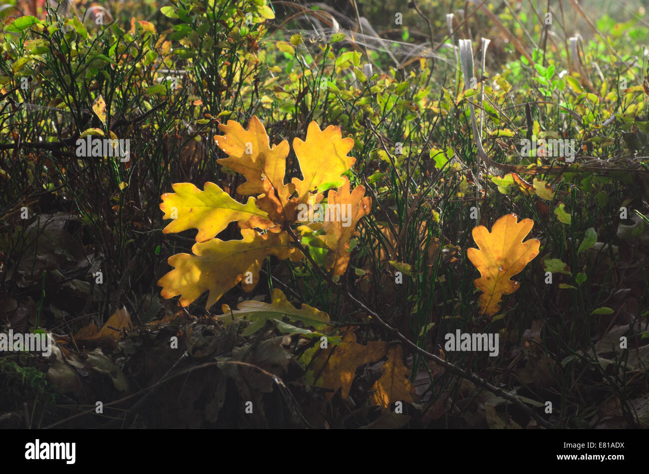 autumn fallen yellow leaves in forest Stock Photo