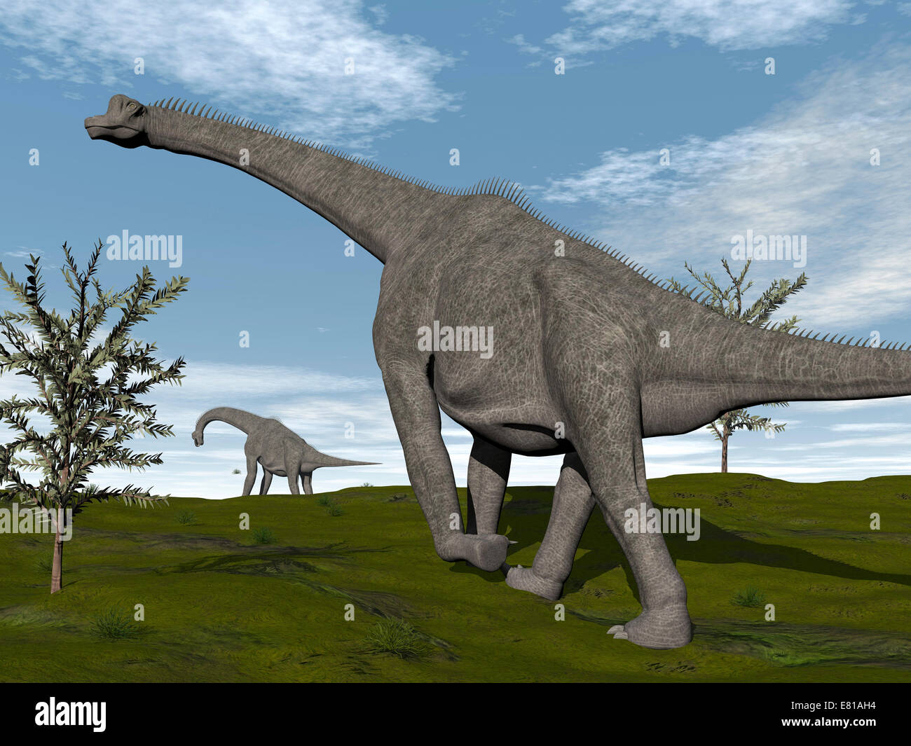 Brachiosaurus dinosaurs walking in an open field. Stock Photo
