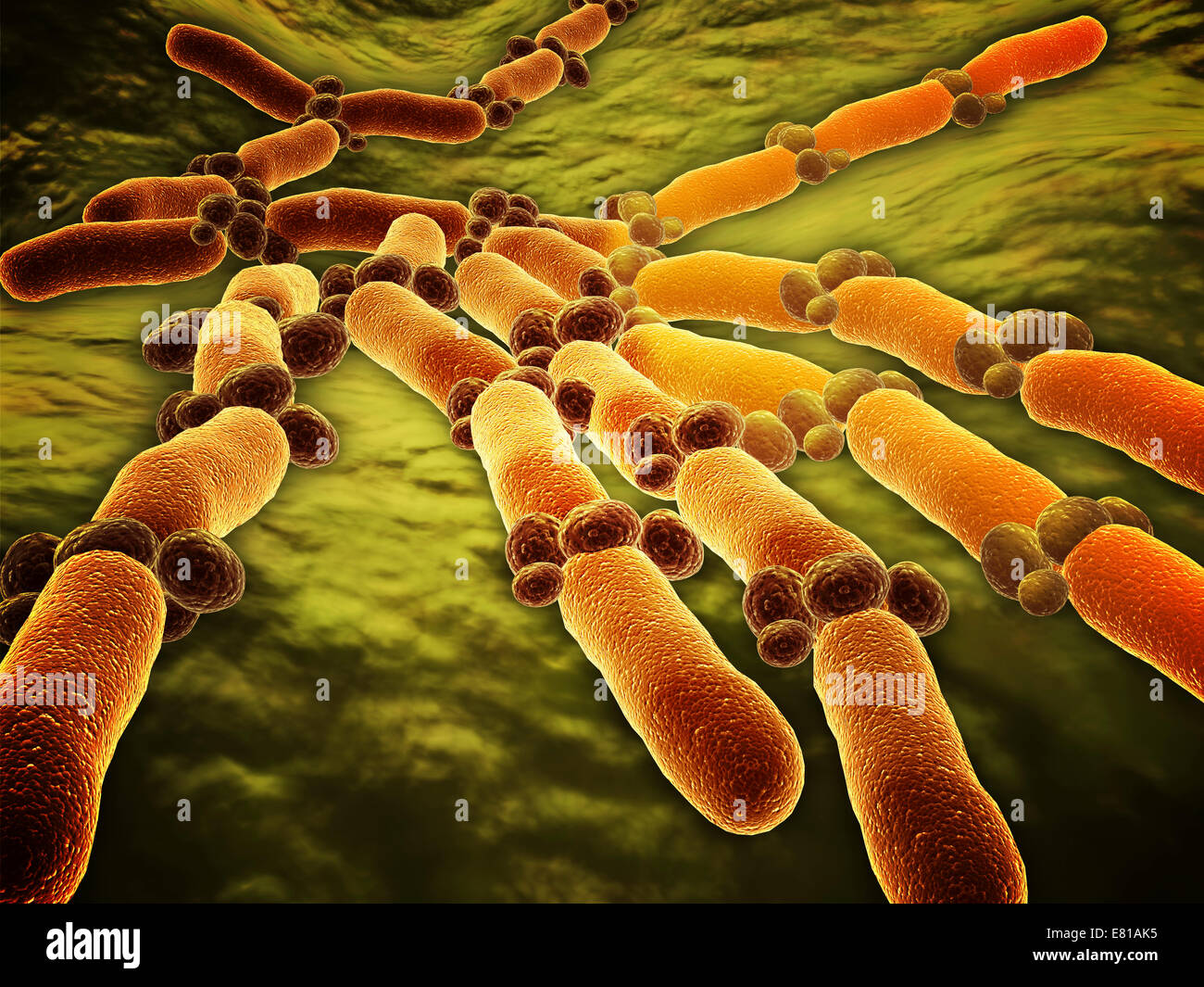 Conceptual image of Candida albicans. Candida albicans is a diploid fungus that grows both as yeast and filamentous cells and a Stock Photo