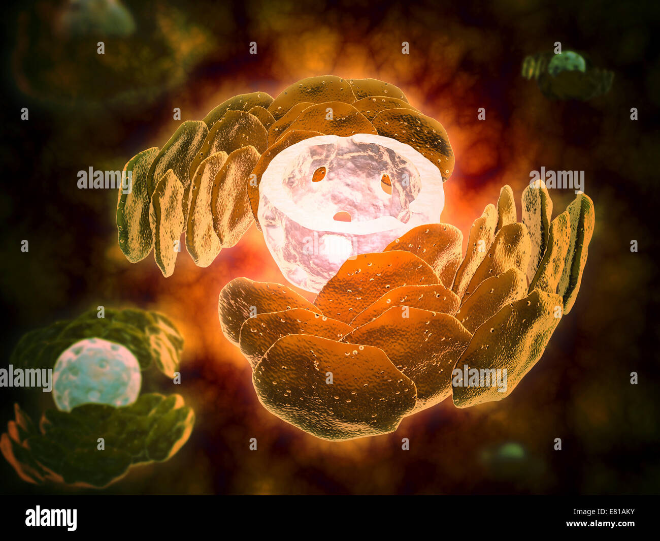 Conceptual image of endoplasmic reticulum around a cell nucleus. Endoplasmic reticulum is an organelle that forms a continuous m Stock Photo