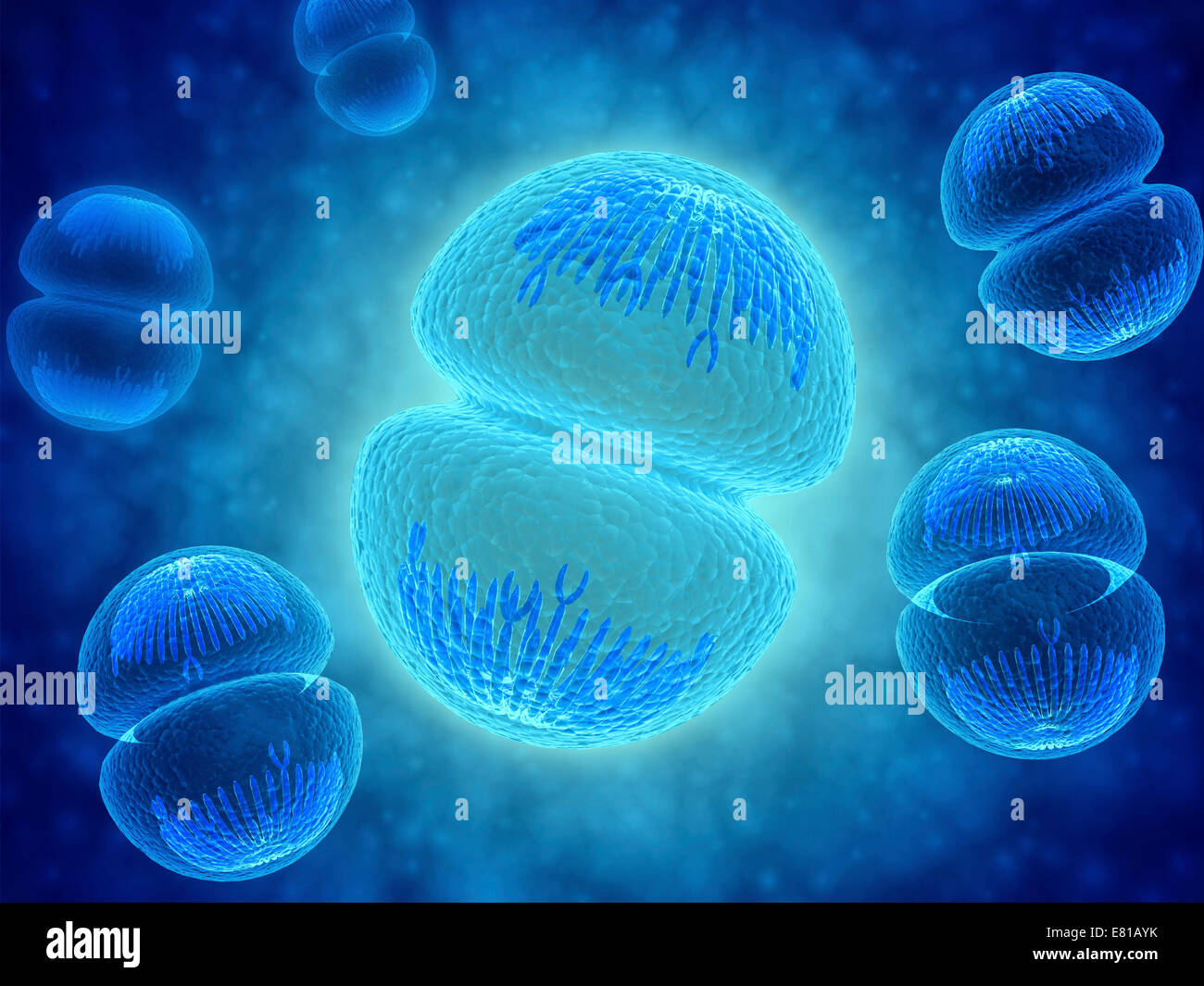 Conceptual image of mitosis. Mitosis is the process in the cell cycle by which a cell duplicates into two genetically identical Stock Photo