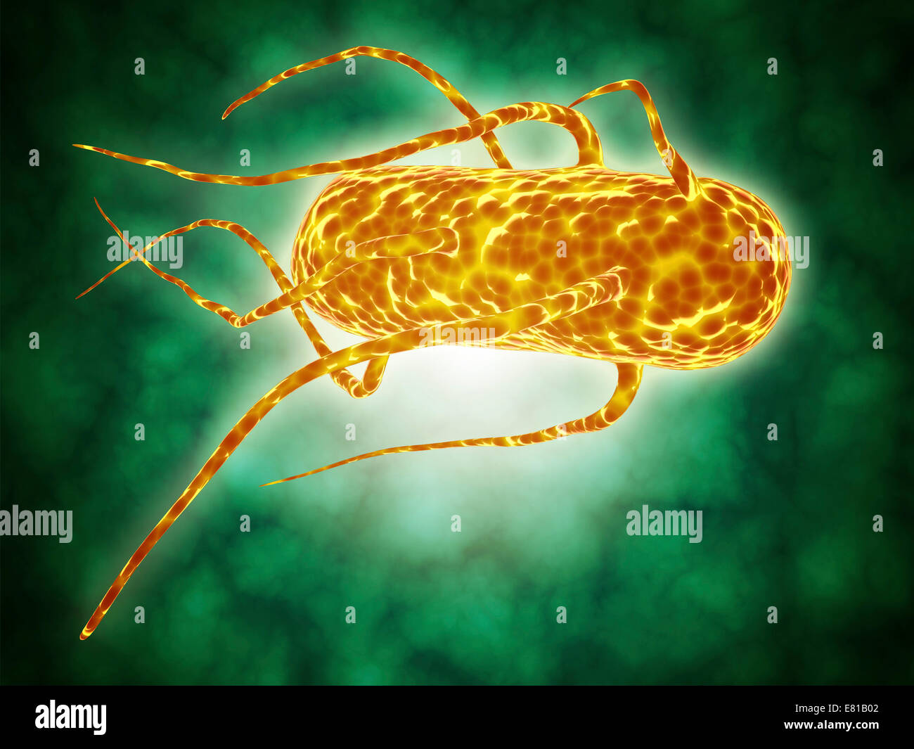 Conceptual image of salmonella. Salmonella is a genus of rod-shaped, gram-negative bacteria. There are two main species of Salmo Stock Photo