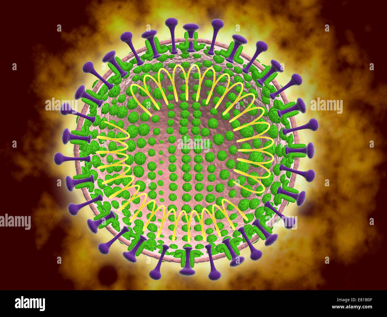Conceptual image of the coronavirus. Coronaviruses primarily infect the upper respiratory and gastrointestinal tract. Stock Photo