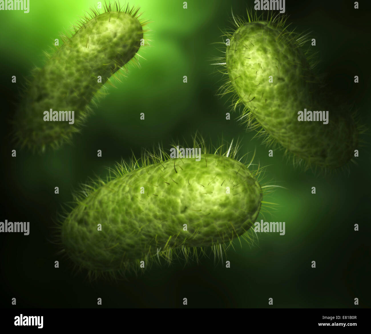 Microscopic view of bacteria. Stock Photo