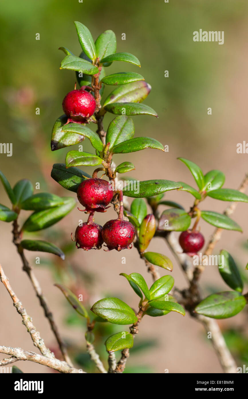 Autumn fruit of the Chilean guava, Ugni molinae Stock Photo