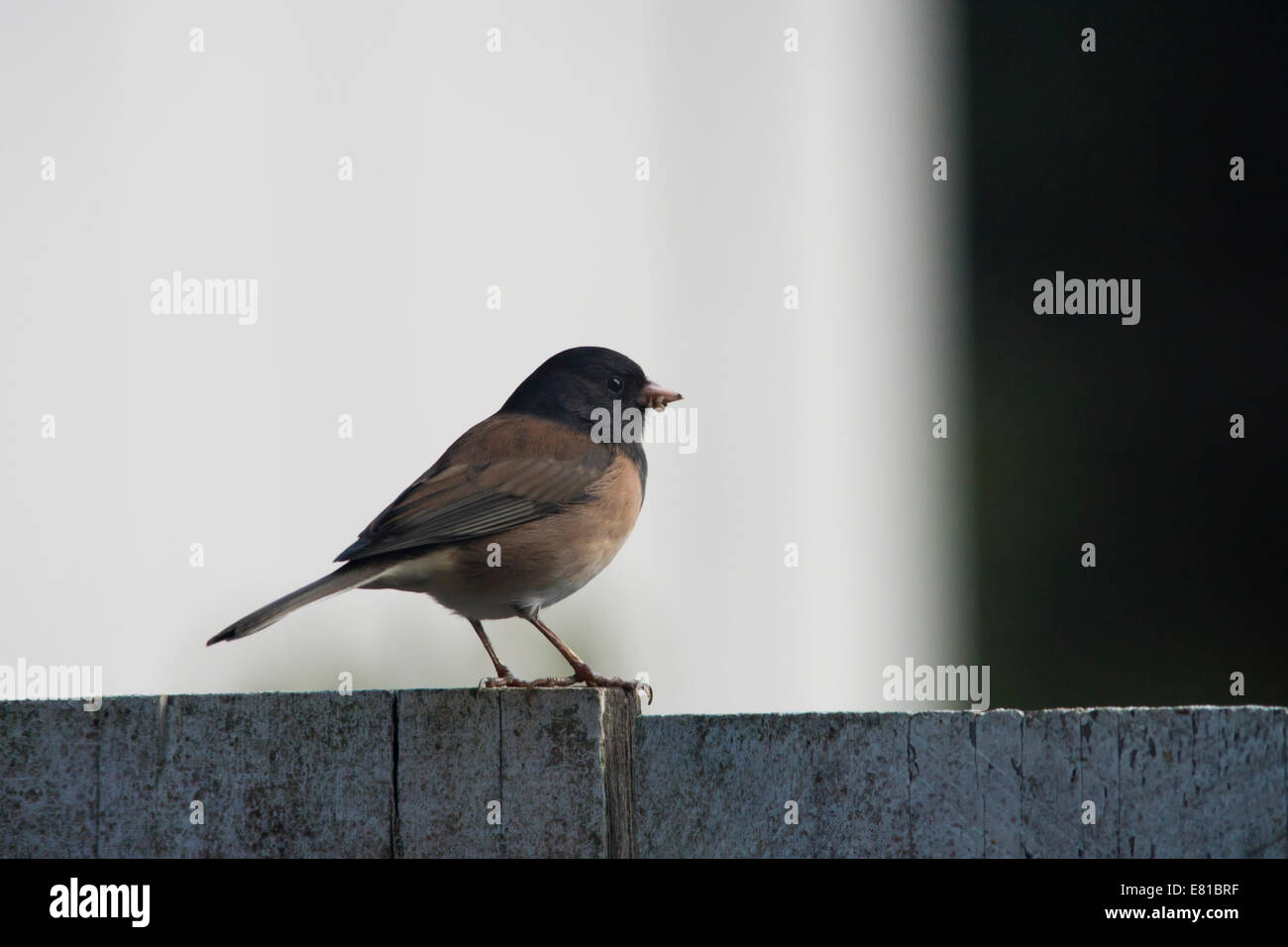 Dark eyed junco on a fence with seed in his mouth Stock Photo