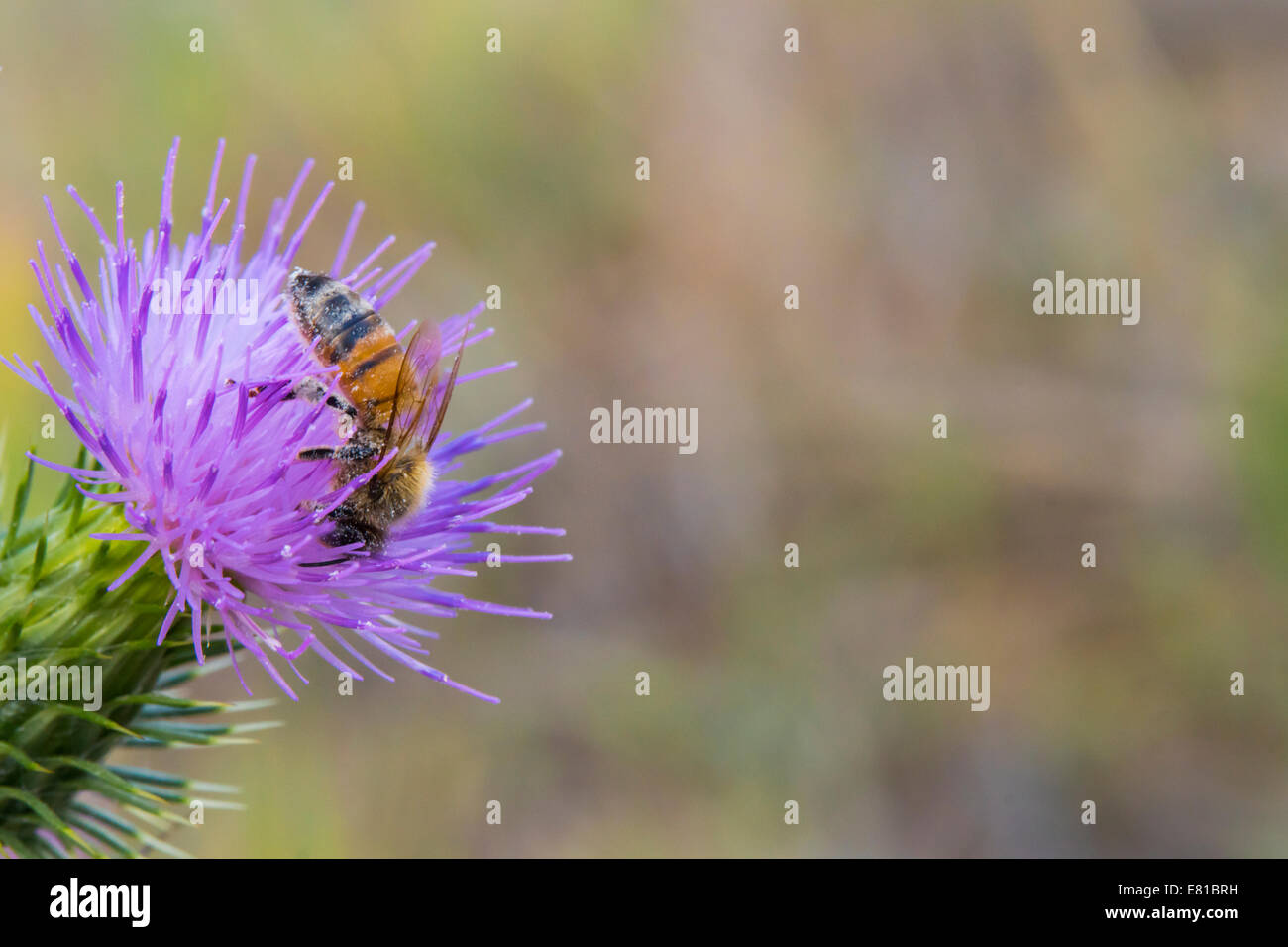 Honey bee gathering pollen from a Canadian thistle plant. Stock Photo