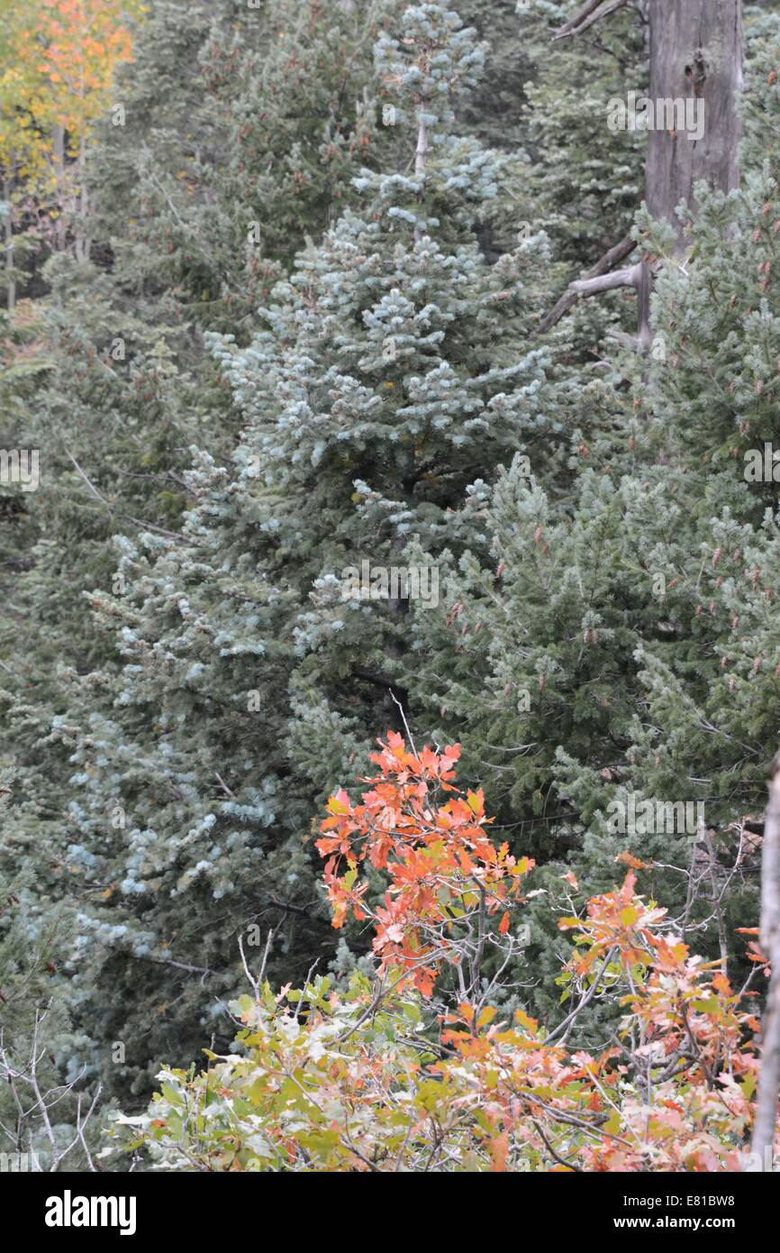 Gambel Oak tree in Fall color in front of White Fir and other pine trees. Stock Photo