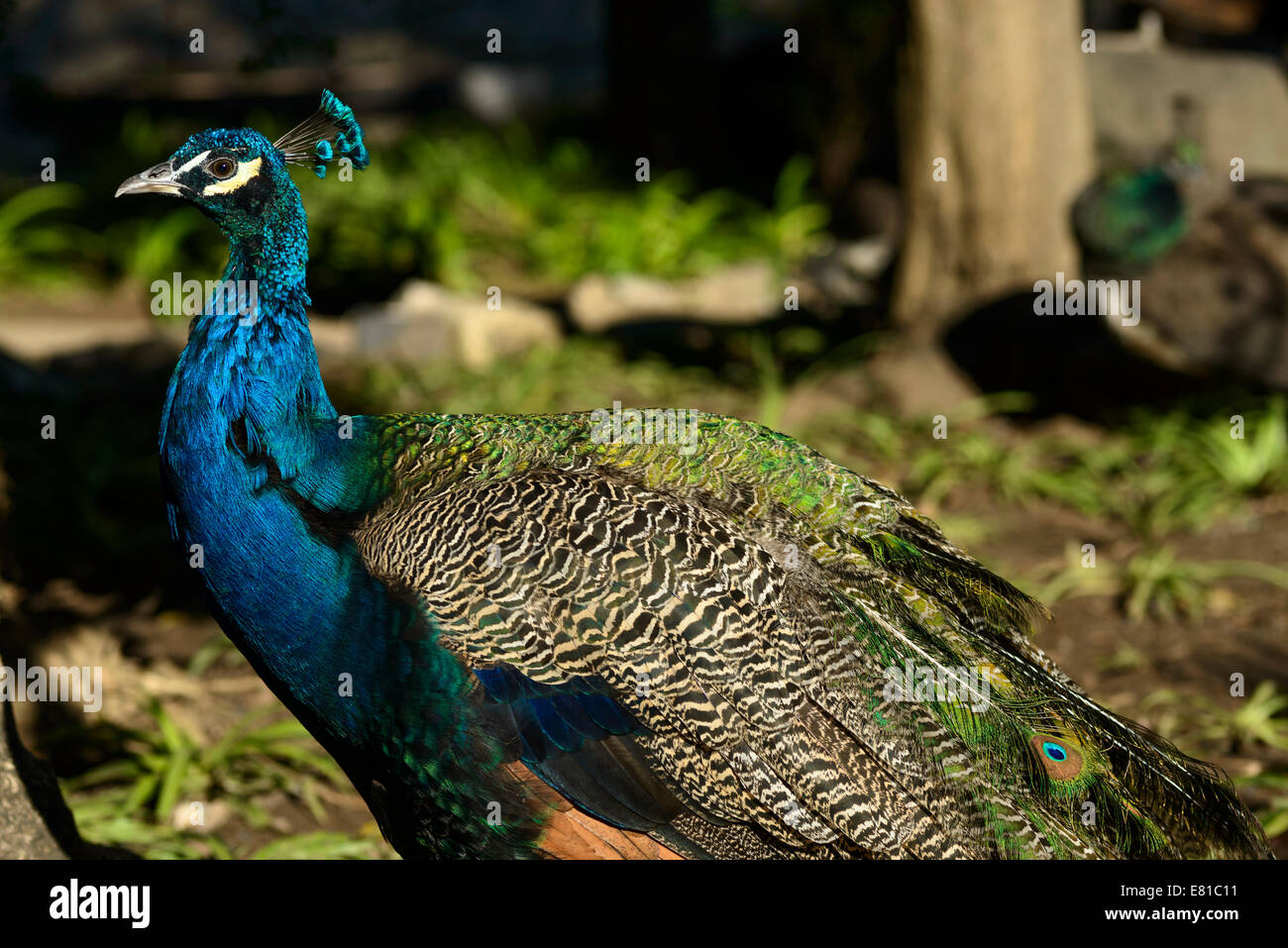 Peacock Standing Stock Photo