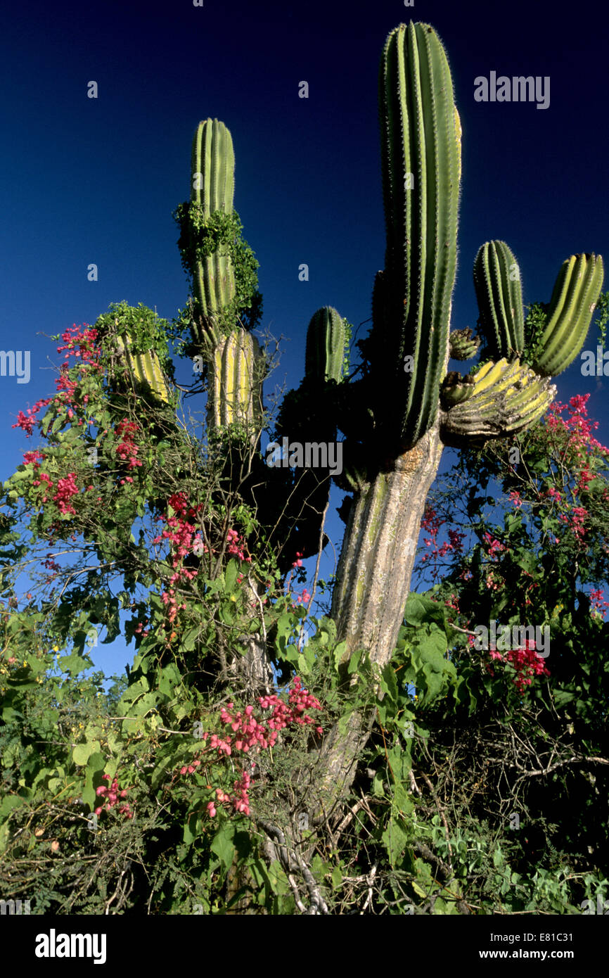 San Lucan xeric scrub ecoregion in bloom after rare heavy rains in the southern Baja Peninsula Stock Photo