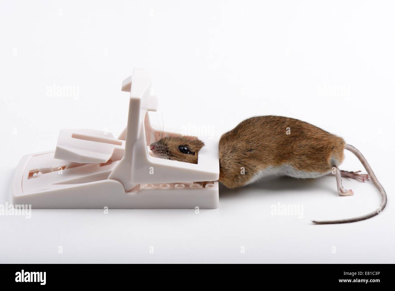 Field mouse caught in a modern mouse trap Stock Photo