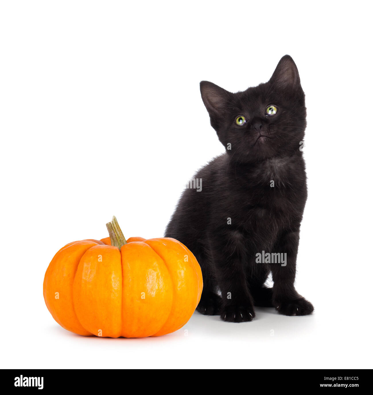 Cute black kitten with green eyes sitting next to a mini pumpkin ...