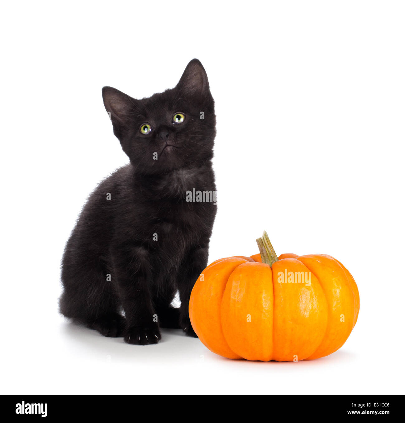 Cute black kitten with green eyes sitting next to a mini pumpkin ...