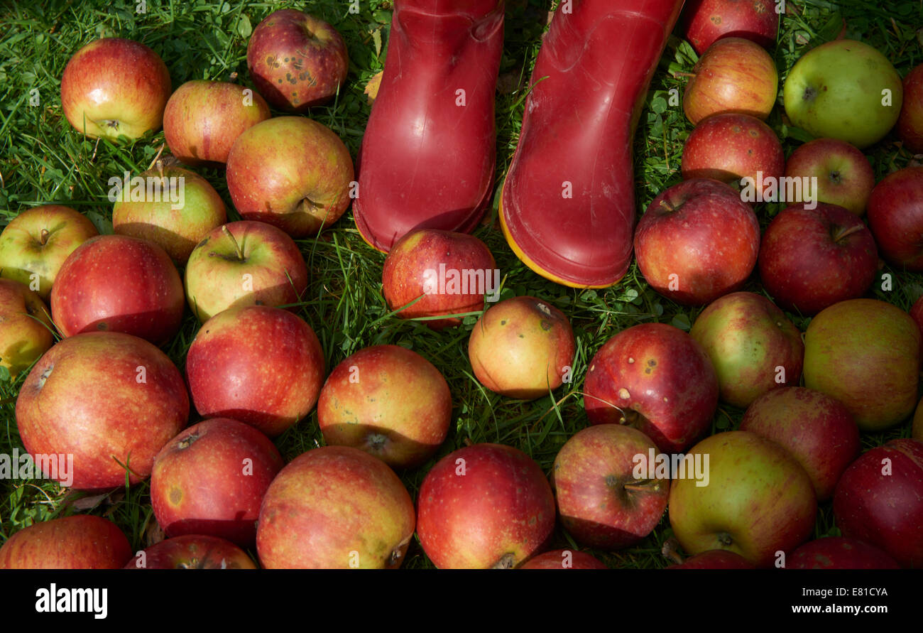 Red fall apples lie in the grass. Autumn harvest concept background Stock Photo