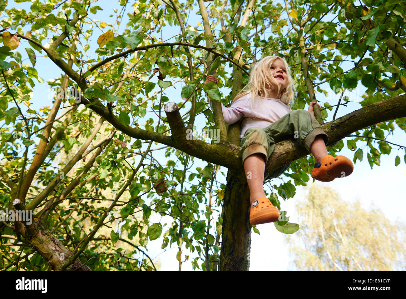 Little blond child girl climbing on a apple tree in the garden Stock Photo
