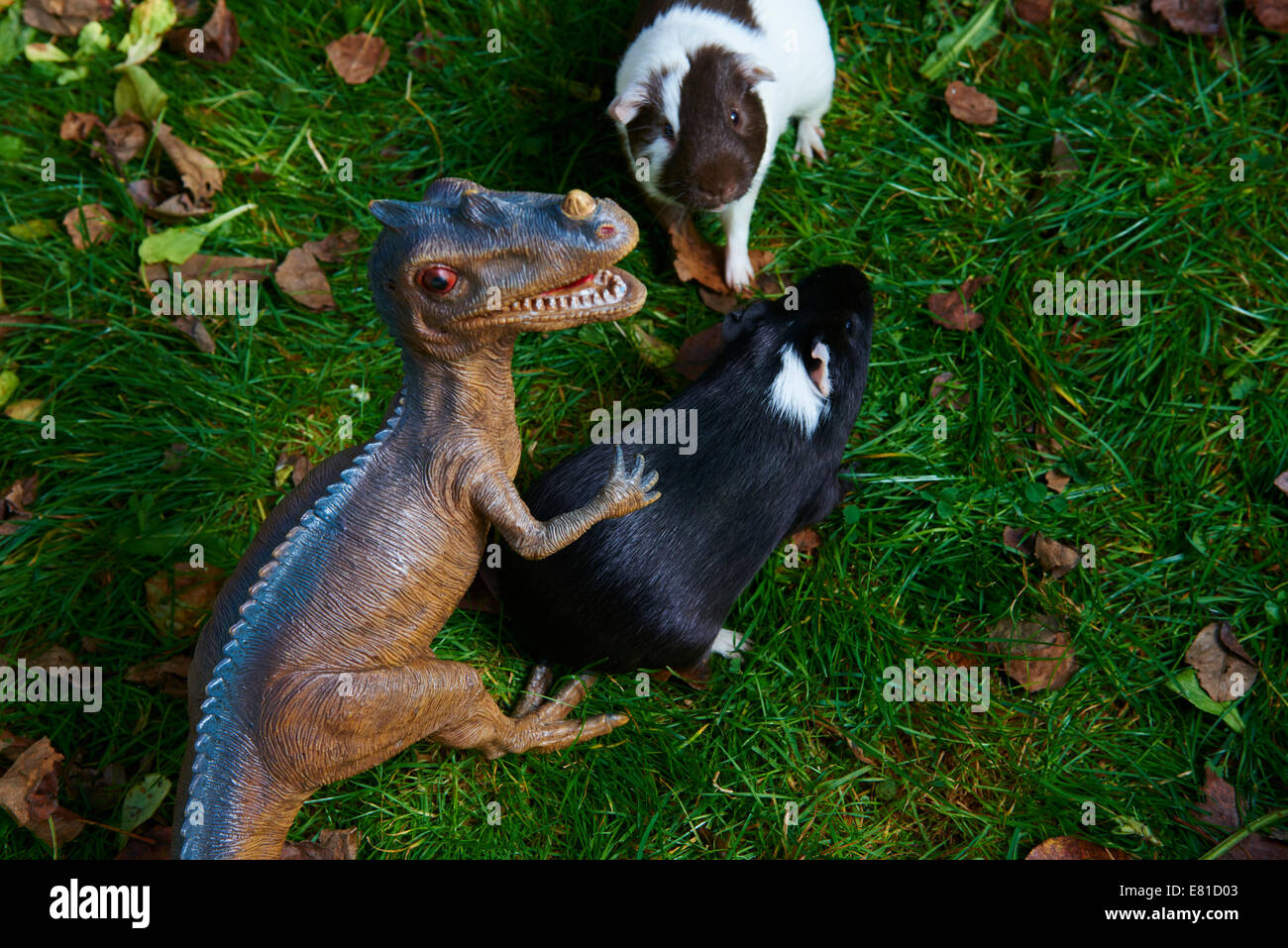 Toy dinosaur monster raptor fighting with new guinea pig on the green ...