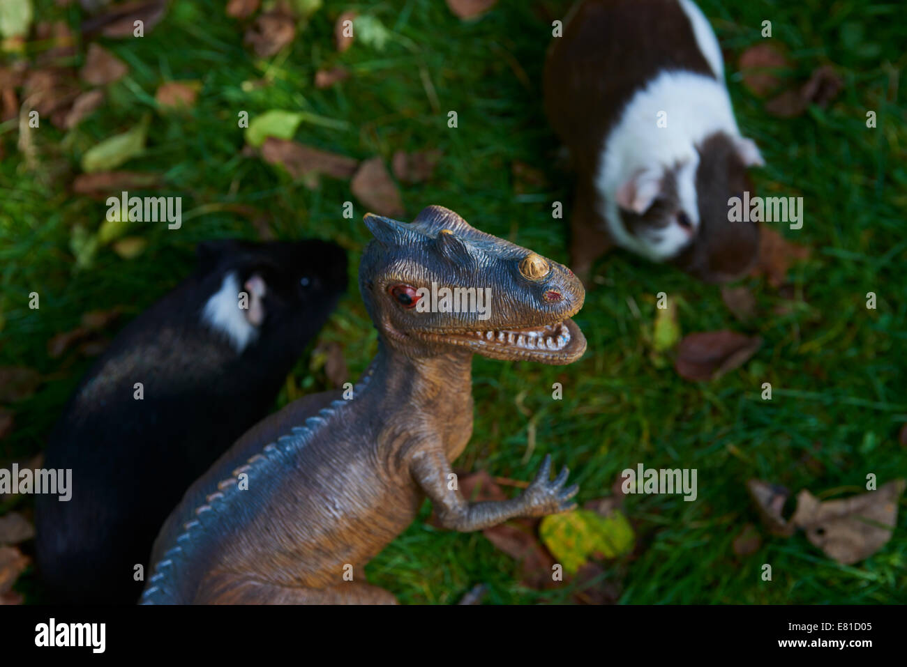 Toy dinosaur monster raptor fighting with new guinea pig on the green ...