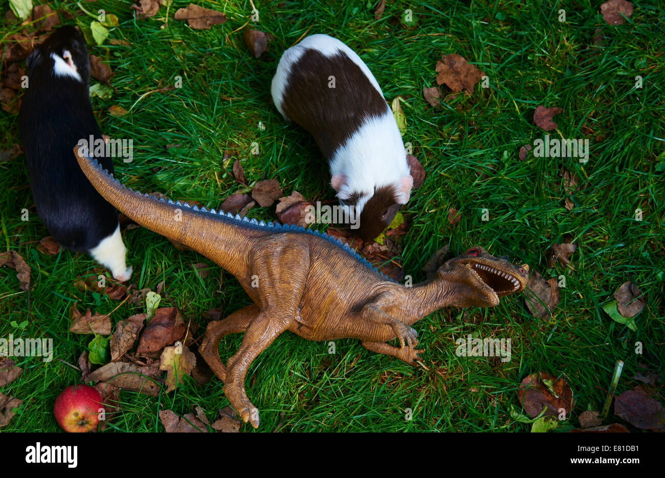 Toy dinosaur monster raptor fighting with new guinea pig on the green ...