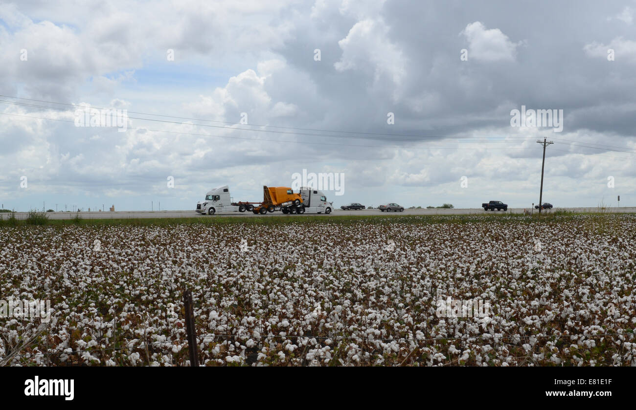 Cotton fields ready for picking in rural Texas, USA. Expansive