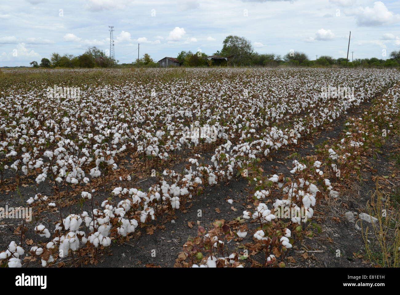 Cotton fields ready for picking in rural Texas, USA. Expansive