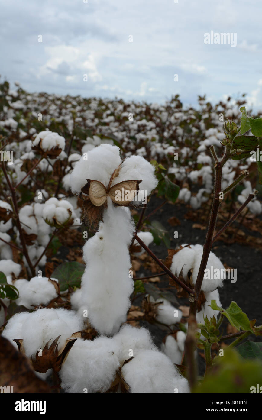 Cotton fields ready for picking in rural Texas, USA. Expansive