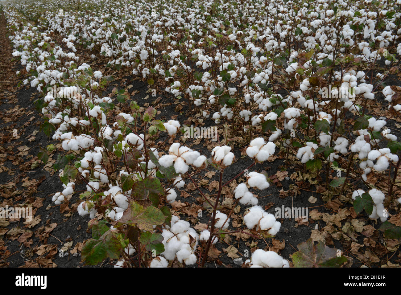 Cotton fields ready for picking in rural Texas, USA. Expansive