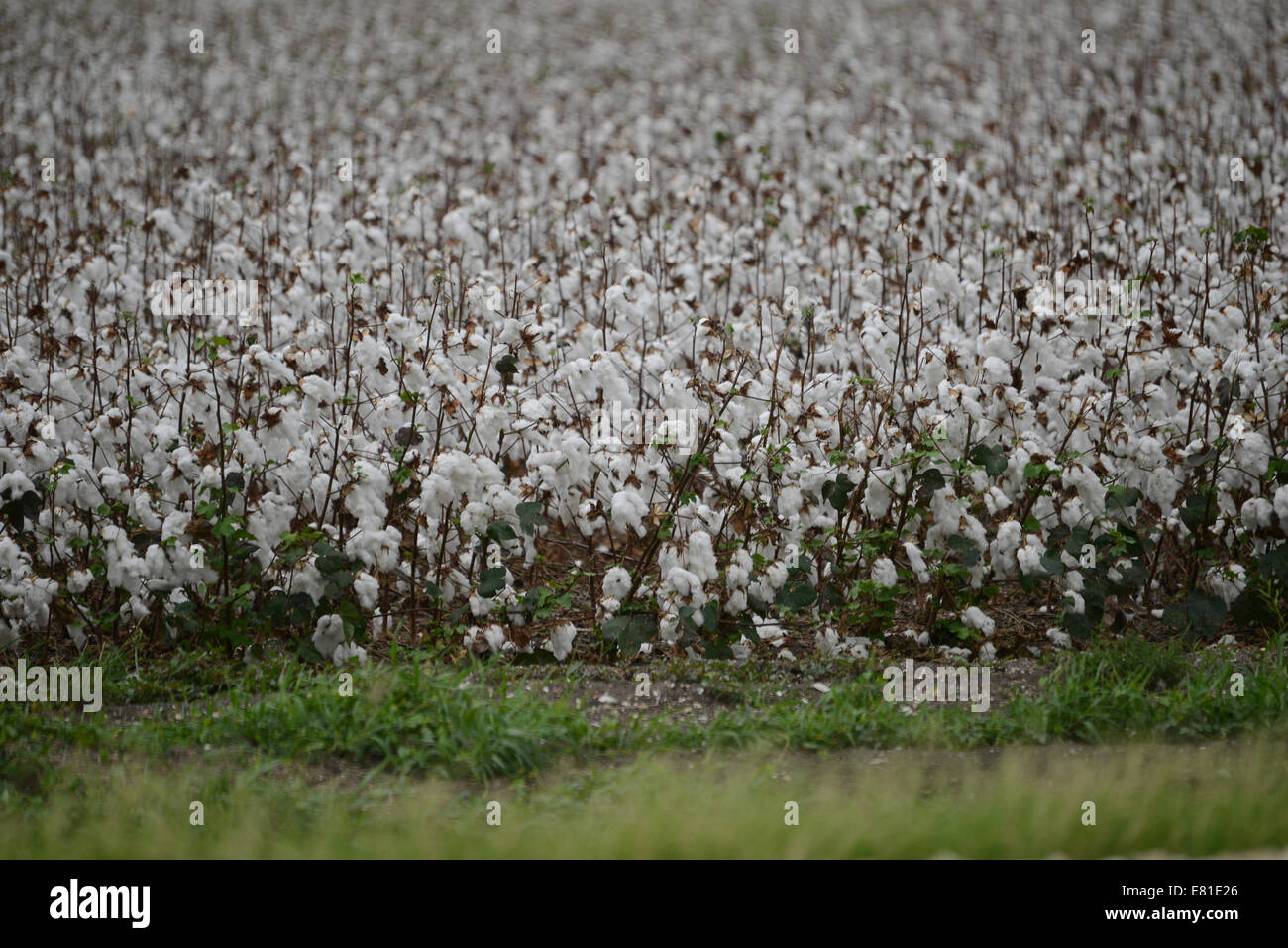 Cotton fields ready for picking in rural Texas, USA. Expansive