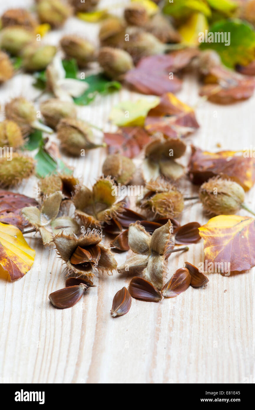 Beechnuts and leaves on wood Stock Photo