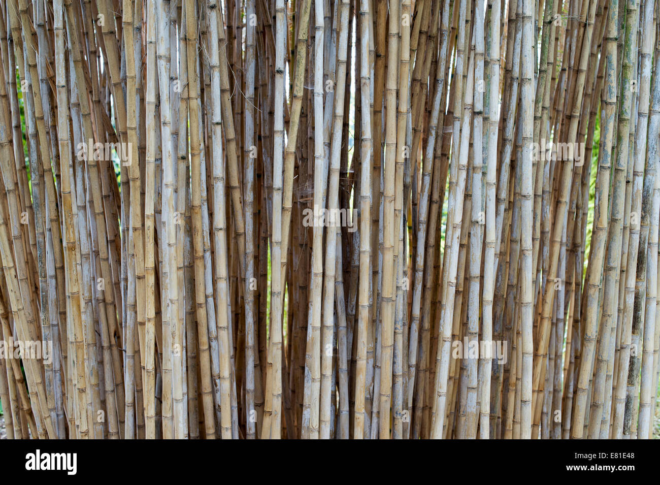 Chusquea culeou. Dead Bamboo canes after flowering at RHS Wisley Gardens. Surrey. England Stock Photo