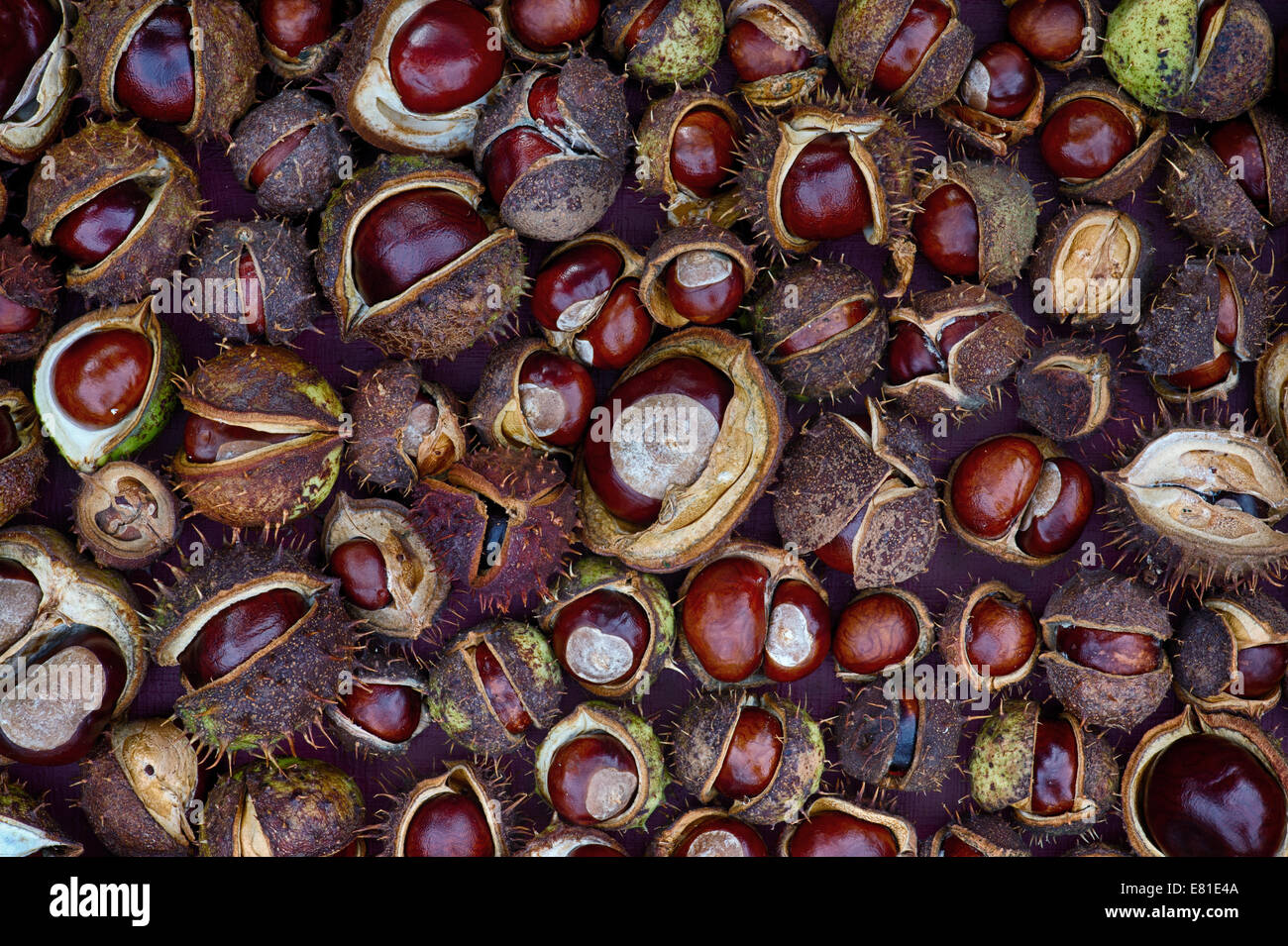Aesculus Hippocastanum seed. Horse chestnuts. Conkers pattern. Stock Photo