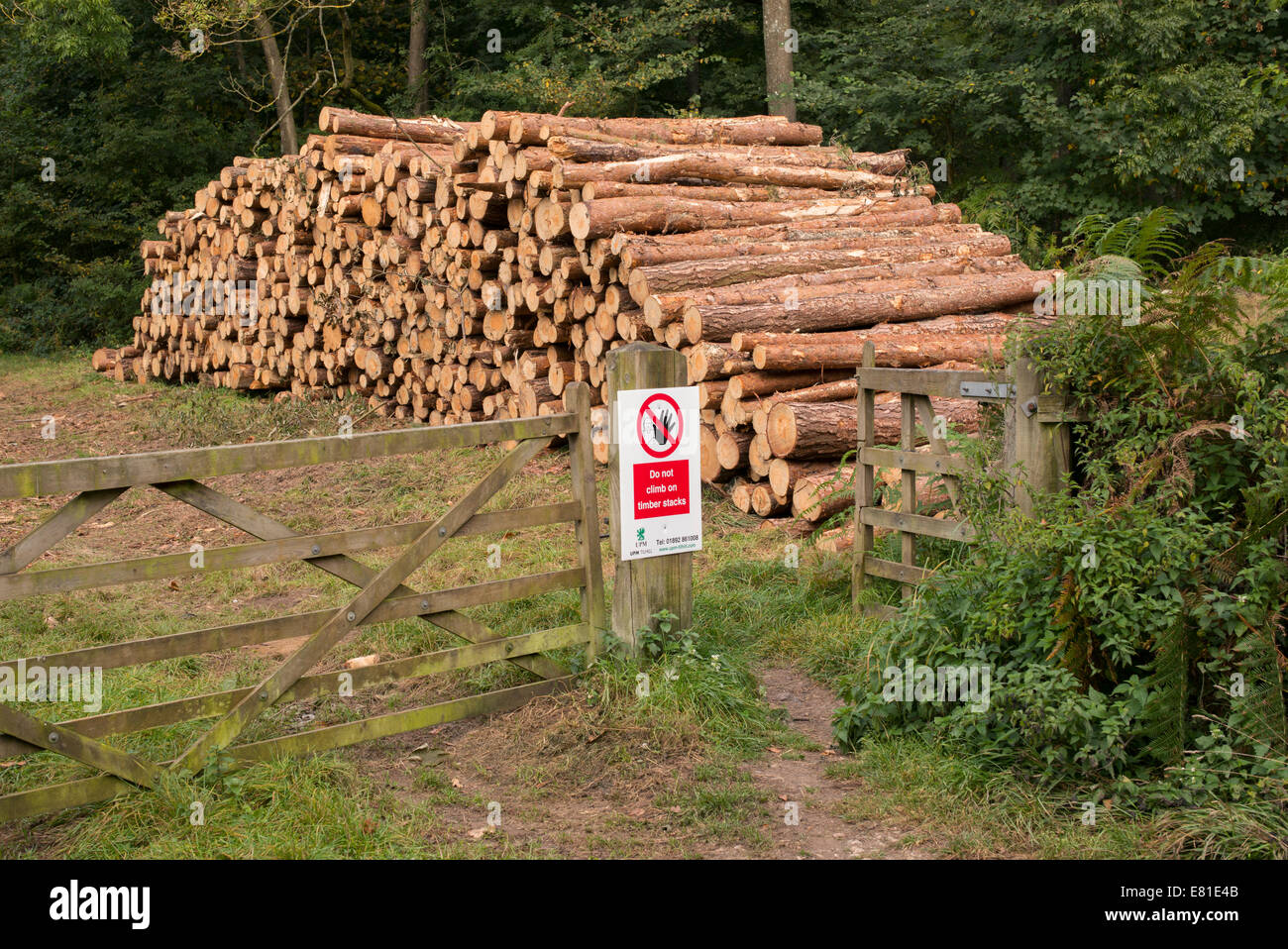 Health and Safety 'do not climb on the timber stacks' sign in front of cut trees in a  woodland field. UK Stock Photo