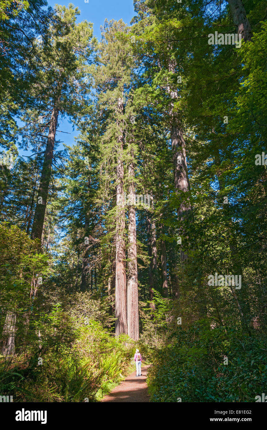 California, Redwood National Park, Lady Bird Johnson Grove Stock Photo
