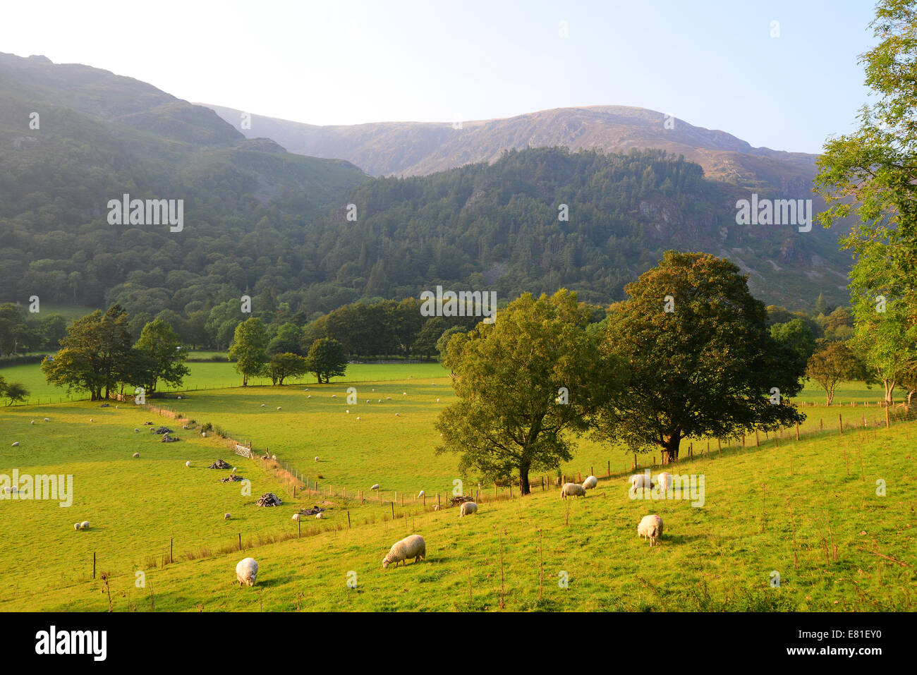 Sheep in field, Snowdonia National Park, Gwynedd, Wales, United Kingdom Stock Photo