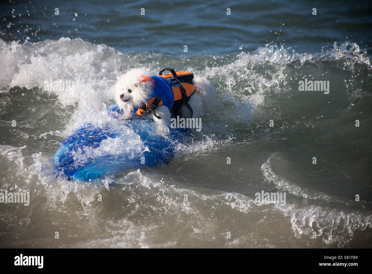 Huntington Beach, CA, USA. 28th September, 2014. A dog competes at Surf City Surf Dog™ annual canine surfing competition. Dogs of all sizes 'hang 20' as they compete in four weight-class divisions, as well as a tandem heat. They are judged on a variety of skills, including the duration of their ride and their confidence on the board. Credit:  Andie Mills/Alamy Live News Stock Photo