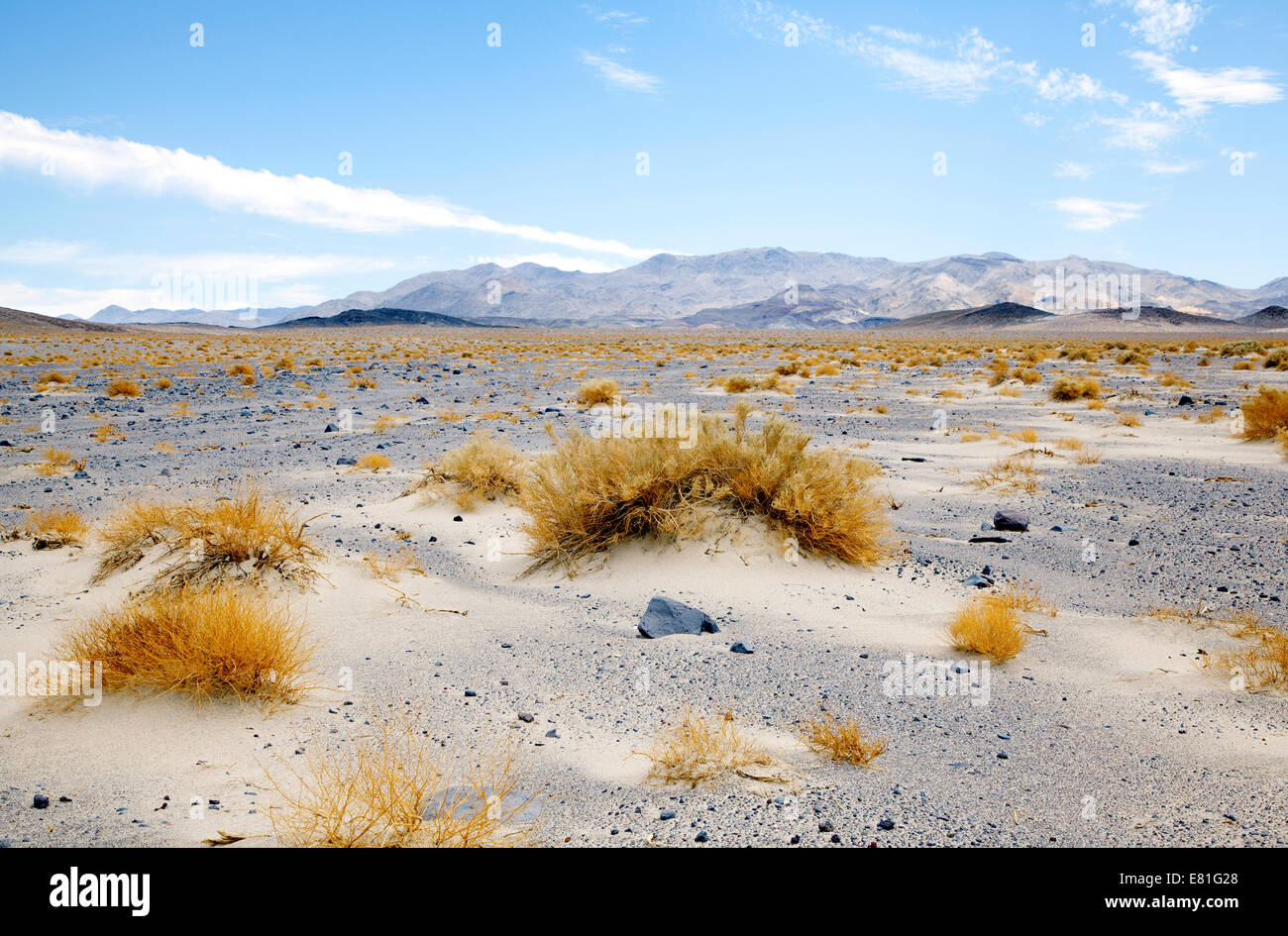 Dried brush in the Lower Owens Valley, CA, 2014. Stock Photo