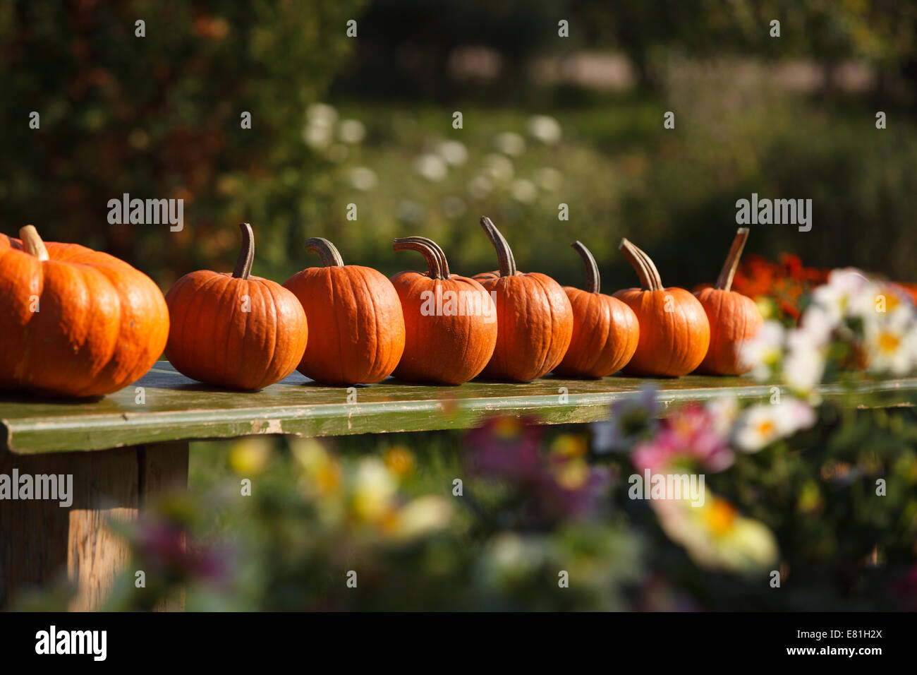 Autumn scene with self grown pumpkins in garden Stock Photo - Alamy