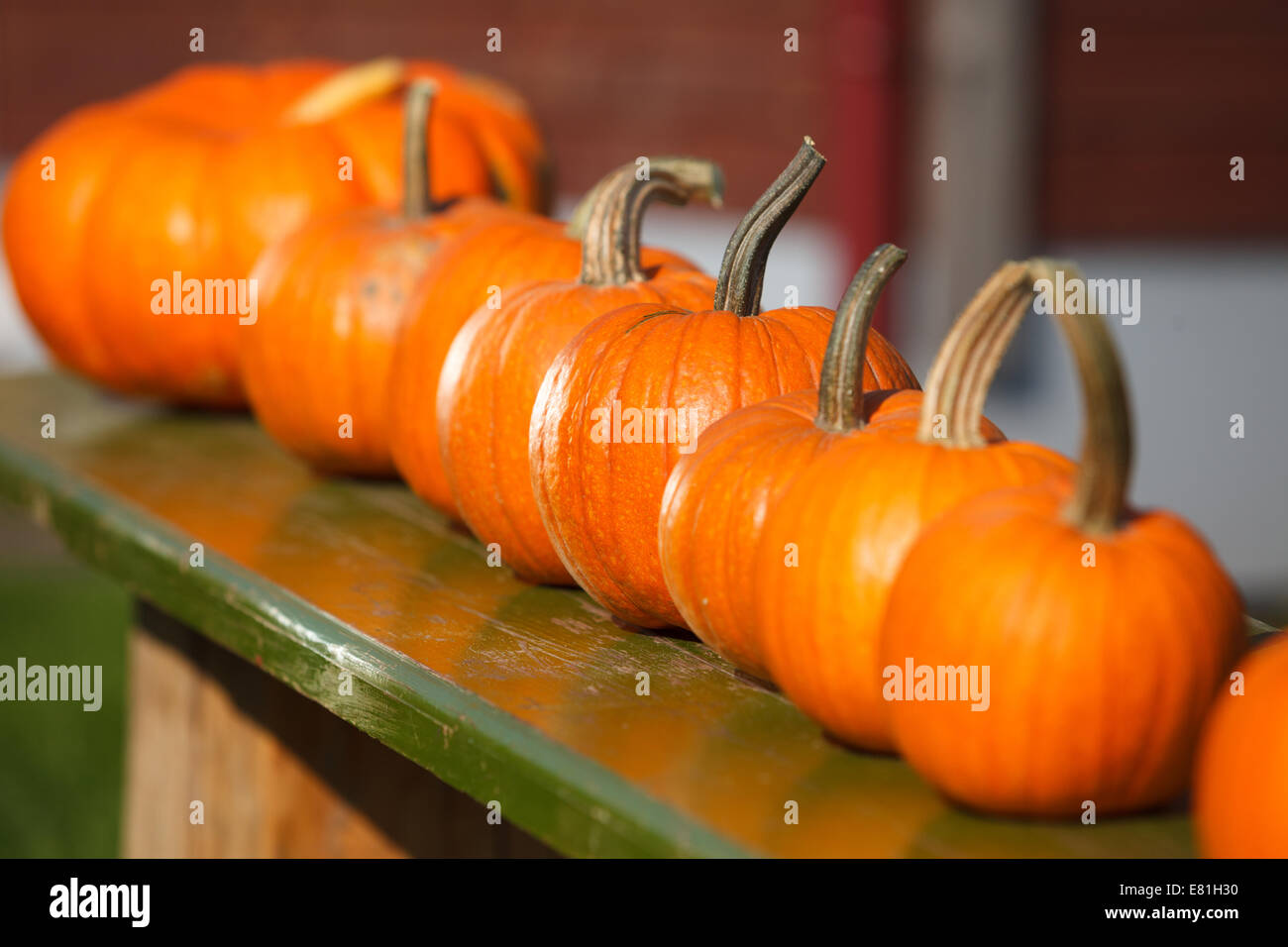 Autumn scene with self grown pumpkins in garden Stock Photo - Alamy
