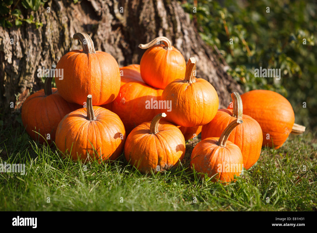 Autumn scene with self grown pumpkins in garden Stock Photo - Alamy