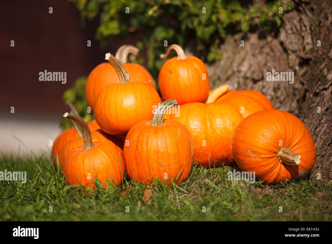Autumn scene with self grown pumpkins in garden Stock Photo - Alamy