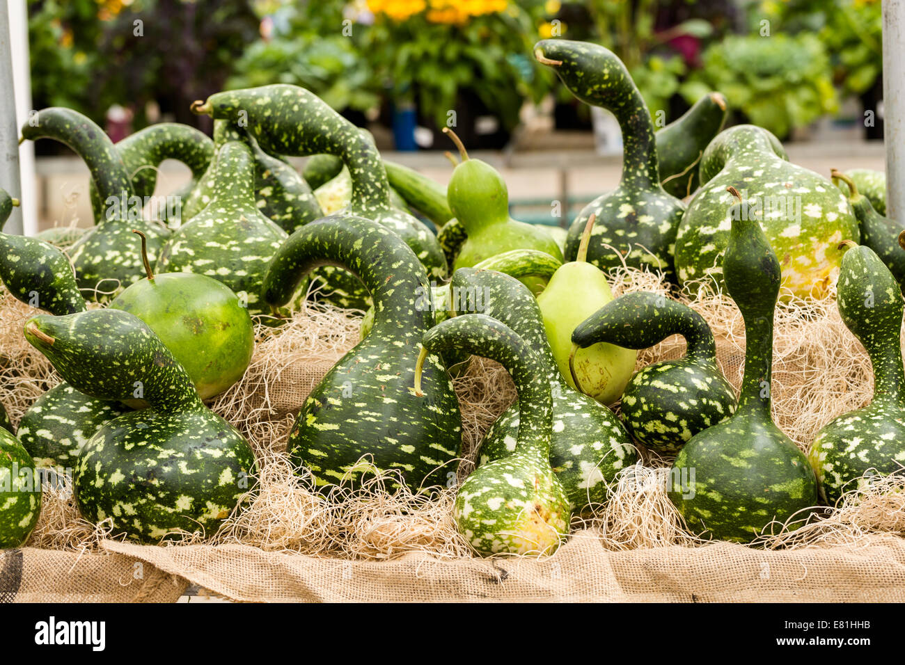 Green gourds at the pumpkin patch Stock Photo Alamy