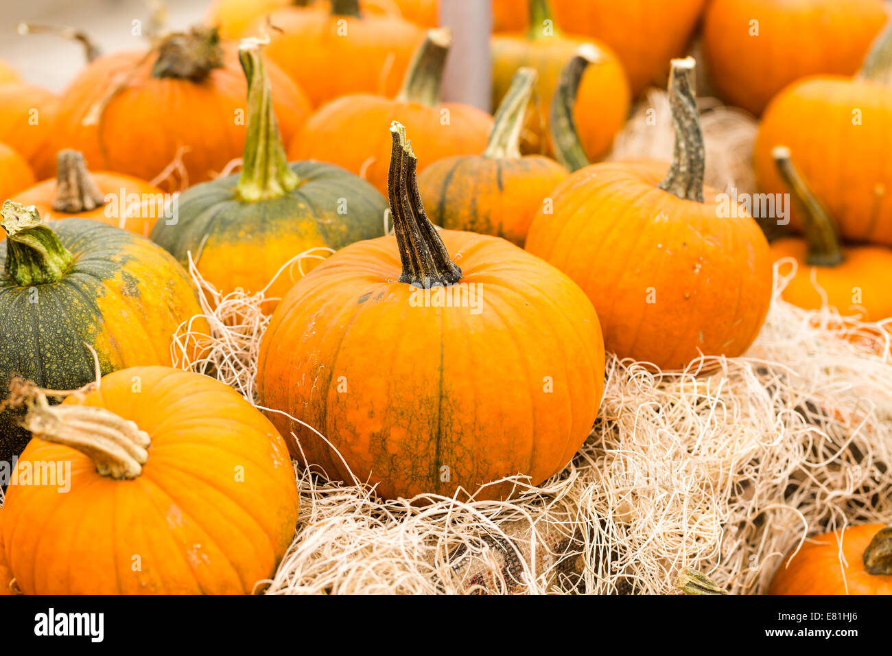Orange pumpkins on the pumpkin patch Stock Photo - Alamy