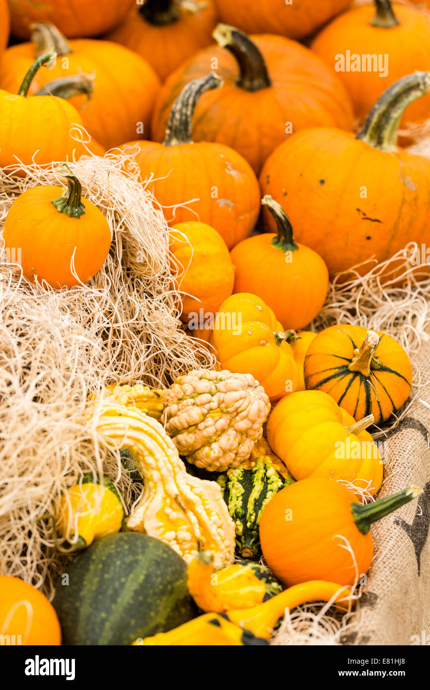 Orange pumpkins on the pumpkin patch Stock Photo - Alamy