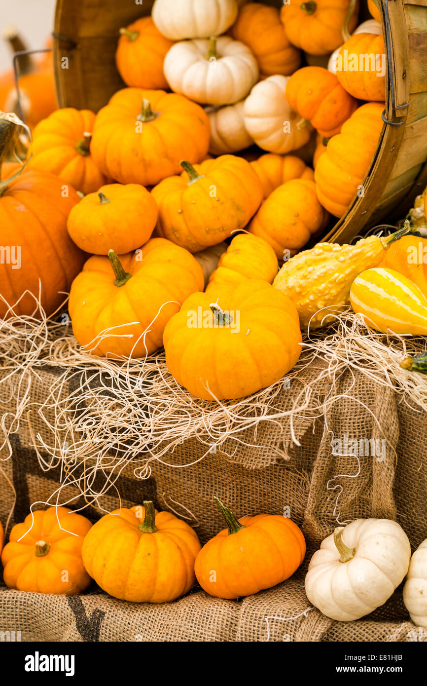 Orange pumpkins on the pumpkin patch Stock Photo - Alamy
