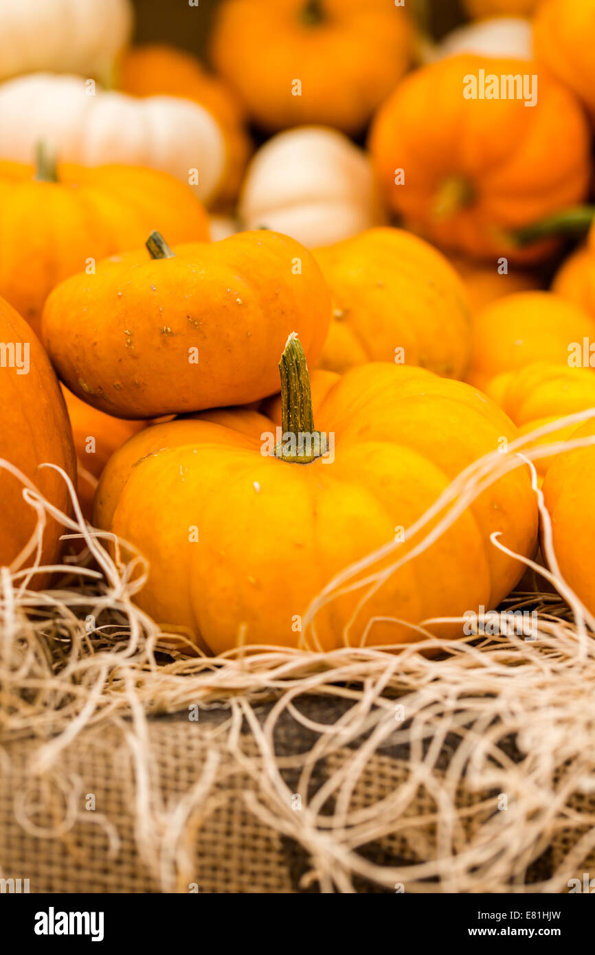 Orange pumpkins on the pumpkin patch Stock Photo - Alamy