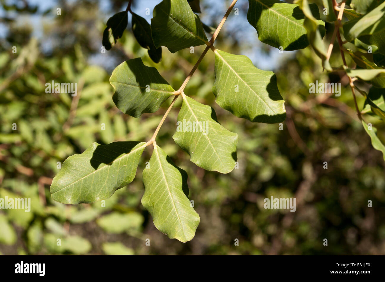 Leaves and branches of Carob tree, Ceratonia siliqua Stock Photo Alamy