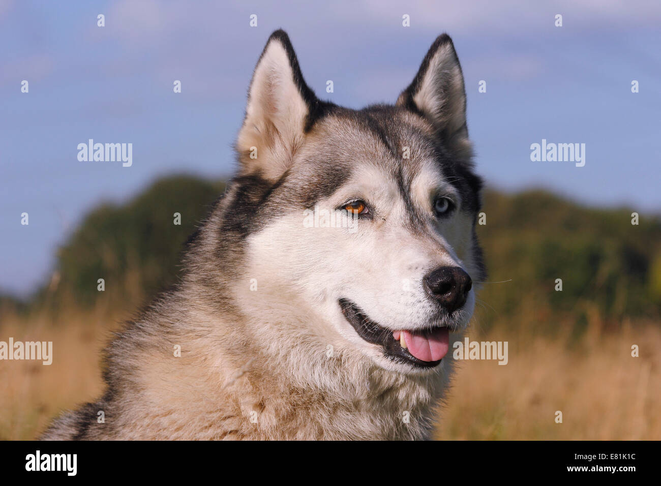 siberian husky CD4枚 siberian husky CD4枚