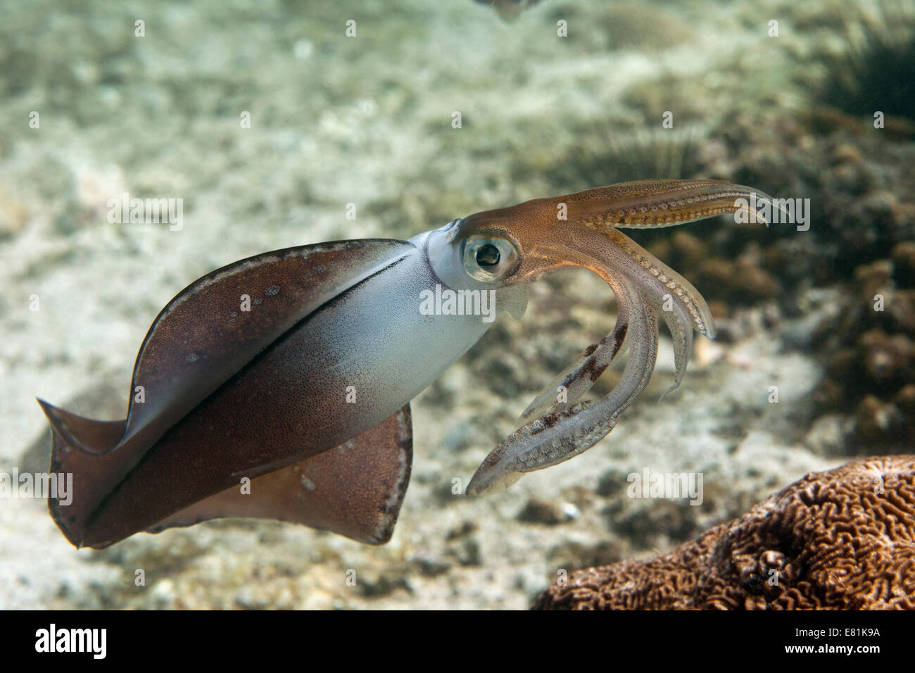 Bigfin Reef Squid (Sepioteuthis lessoniana), Gulf of Oman, Oman Stock Photo